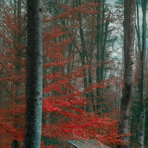 the forest barn