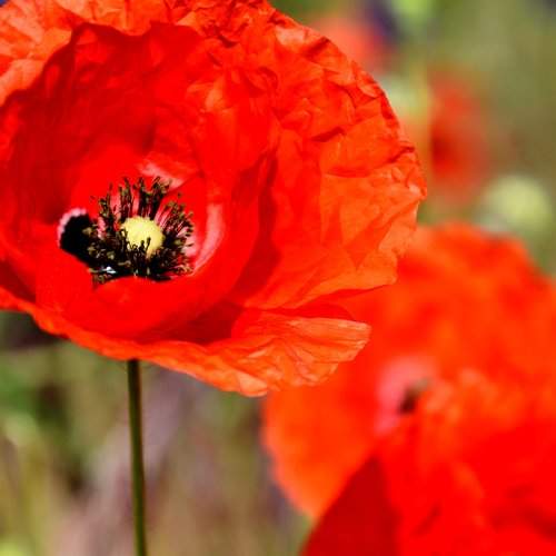Poppy dream