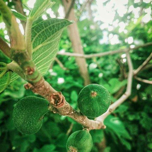 Figs