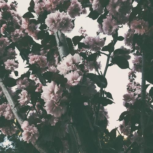 Photo #2368143