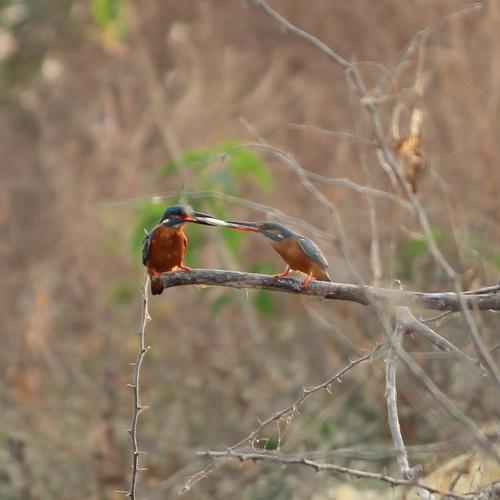 Common kingfisher fight
