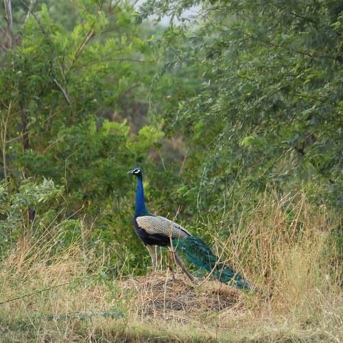 Indian peacock