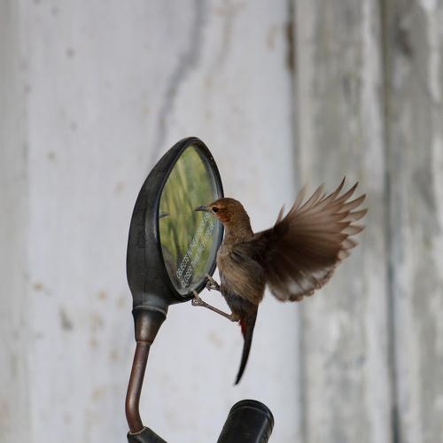 Sunbird