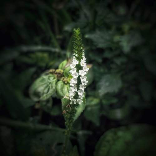 Flora