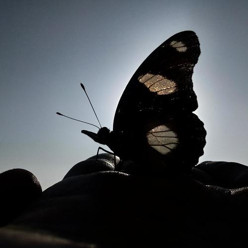Dark Fly