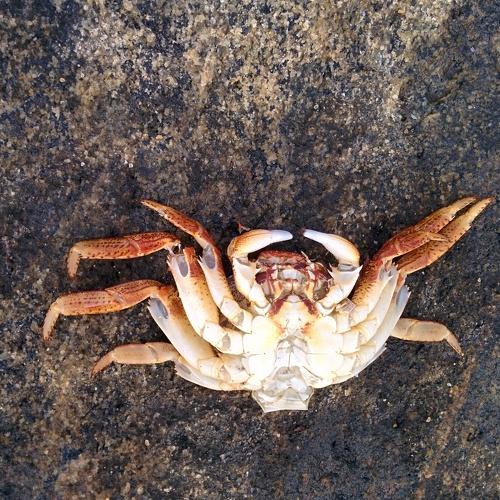 Dead Crab