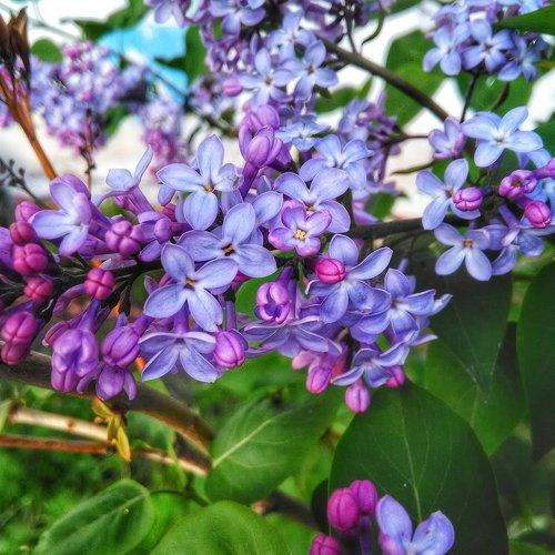 Сирень