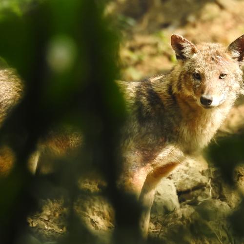 Camouflage of Jackal
