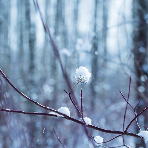 Fairytale Forest