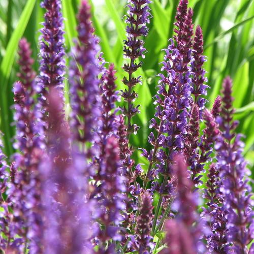 Purple Joy