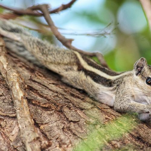 Cute Squirrel in crack wood