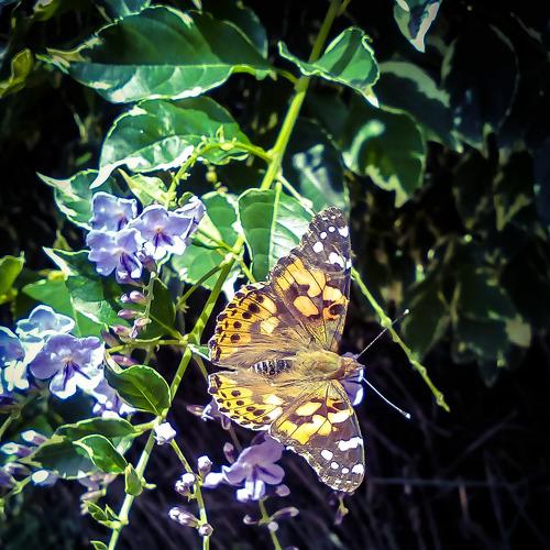 Butterfly