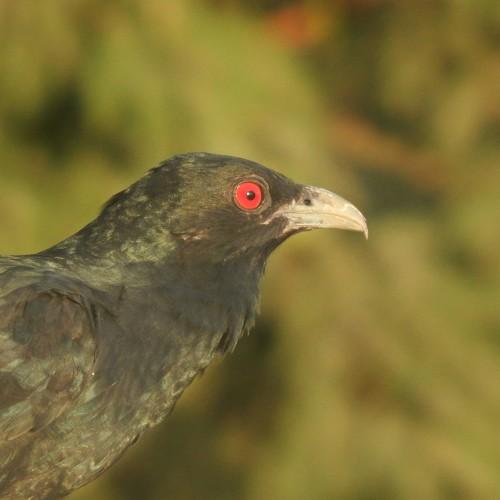 Red eye
