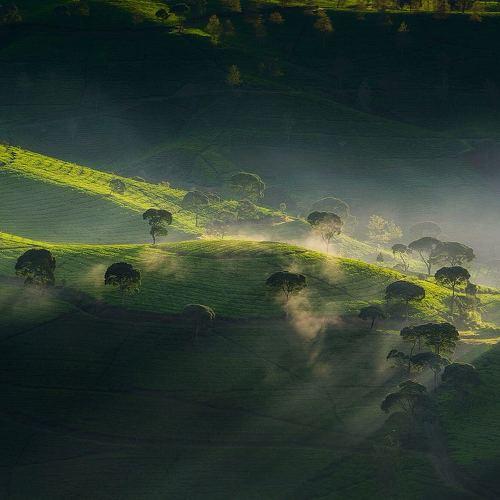 Cukul tea plantation