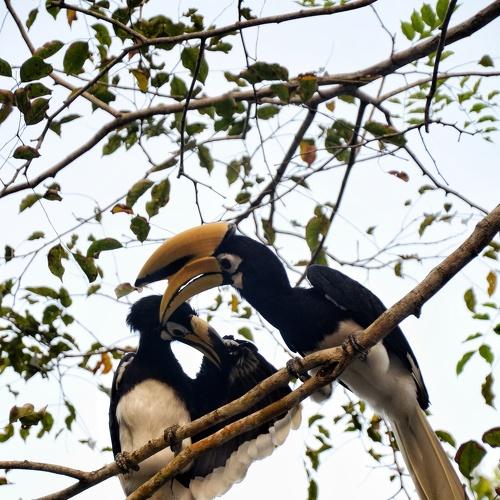 Hornbills in Sarawak