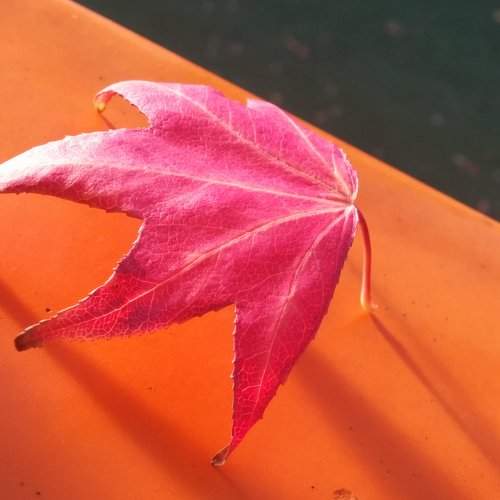 Geometry of life
