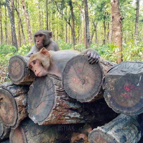 #save_tree_save_life