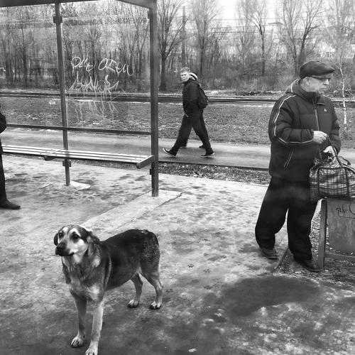Собака - друг человека