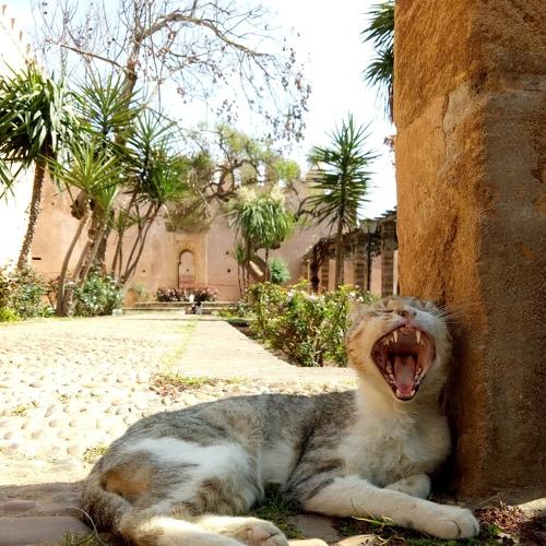 Scale, architecture and a cat