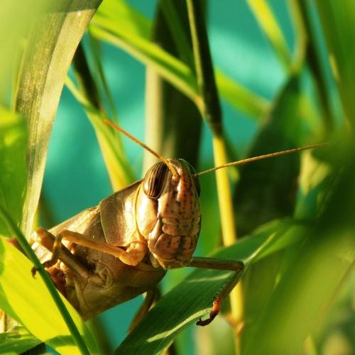grasshopper