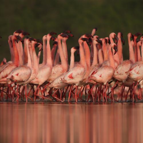 Courtship Display