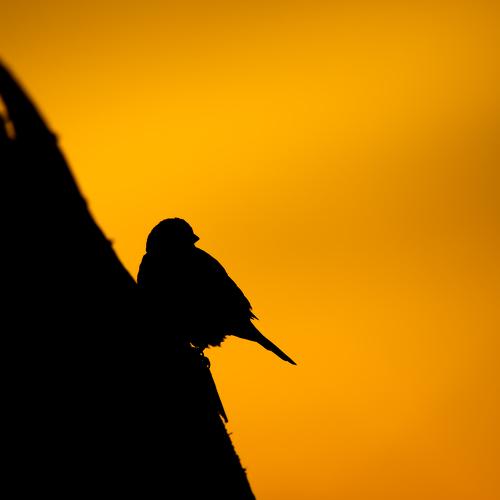 Photo #2378041