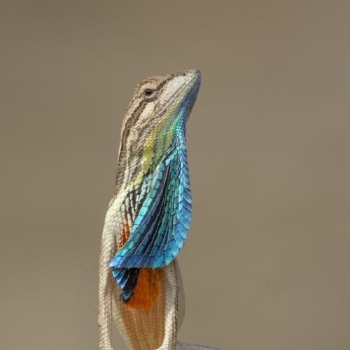 Standing Lizard