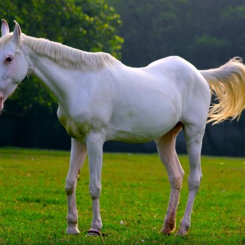 White Horse