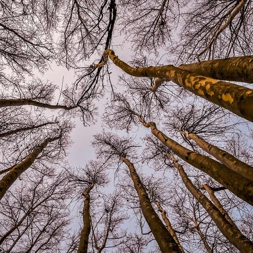 trees life