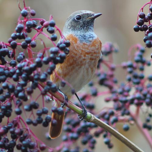 Обыкновенная горихвостка. Phoenicurus phoenicurus