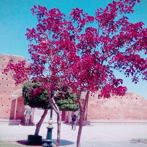 Rabat