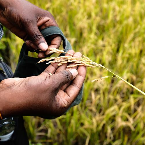 Seeds of labor
