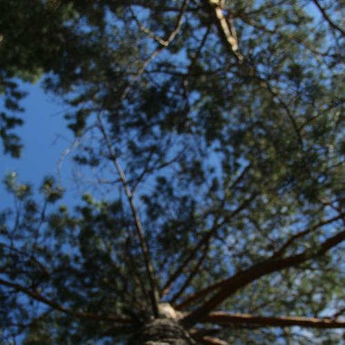 spruce