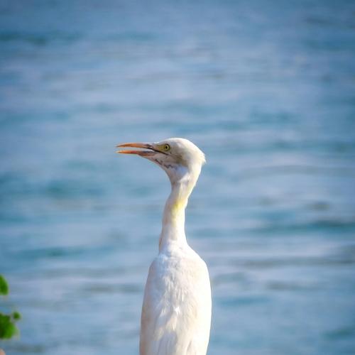 crane godavari river