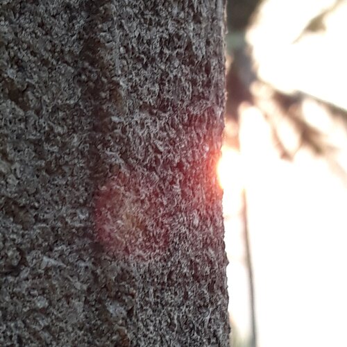 Sunset Viewer