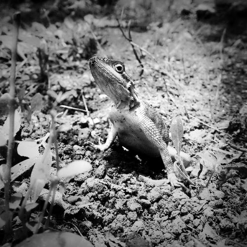 Mom lizard at birth