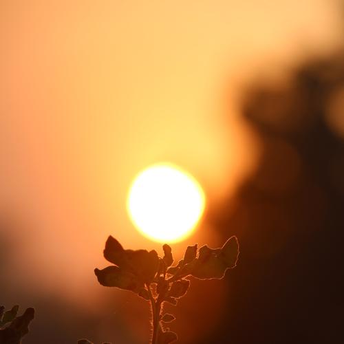 Sun As A Flower