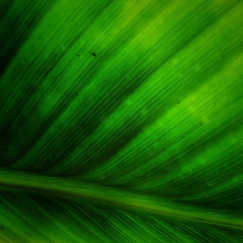 leaf and insect