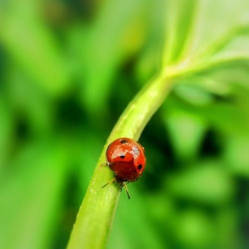 Ladybug