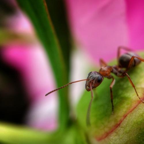 Photo #2383972