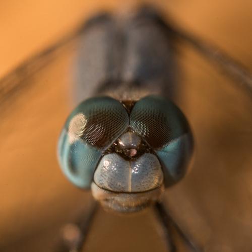 Little Face