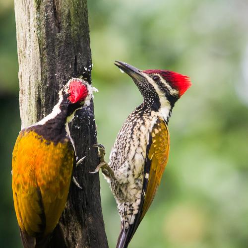 Lesser golden back woodpecker
