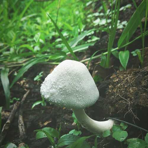 Fresh Mushroom