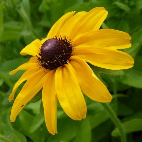 Sunny flower