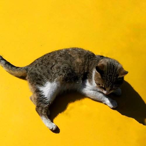 yellow and cat