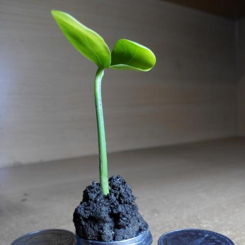 Money-Plant