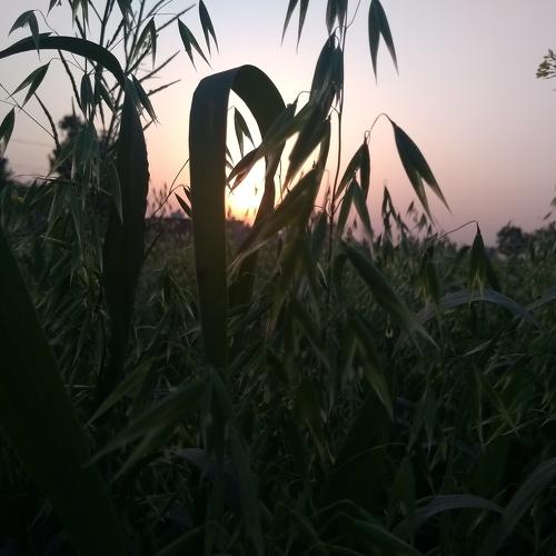Grass