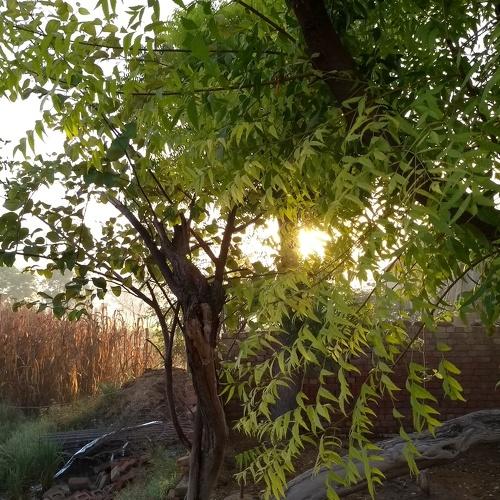 Tree against sunrise