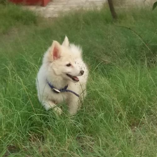 Kushi.my dog
