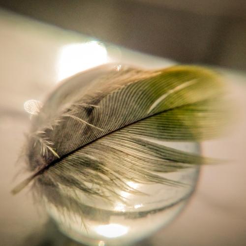 The Feather..